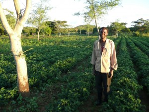 groundnuts_under_trees_shade