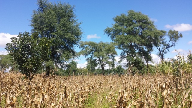 Conservation Agriculture with trees in Malawi