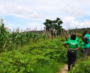 GREEN-FARMING-HIVOS-624x511