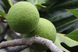 Breadfruit