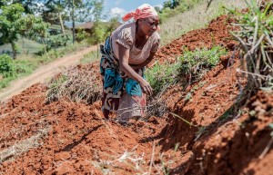 Tanzania-terracing