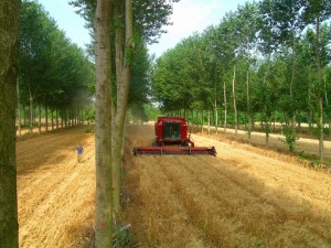 alleycropping-in-france-1024x768