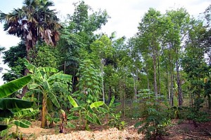 Typical-home-garden-in-Ho-Ho