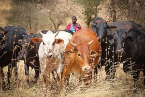 cattleherding_kenya