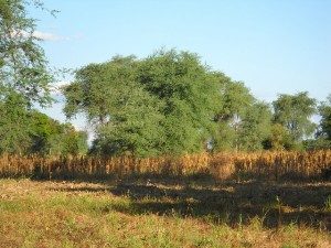 Faidherbia-in-maize-Bwanje-Valley-Malawi-300x225