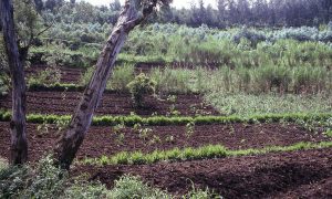 Using Agroforestry to Save the Planet