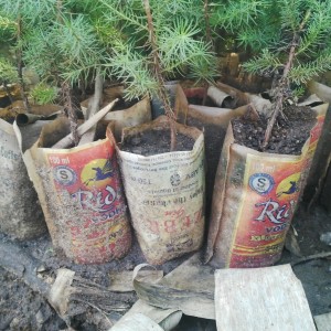 Samuel's innovative and affordable way of potting trees. Photo May Muthuri