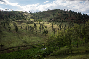 tree_agriculture